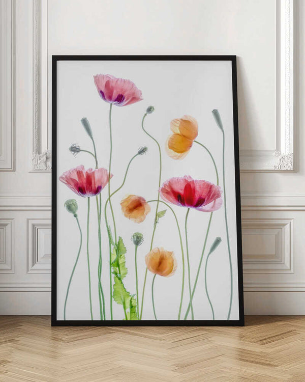 Tablou înramat „Poppies” de Mandy Disher