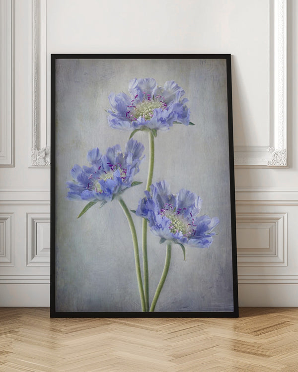 Tablou înramat „Scabiosa” de Mandy Disher