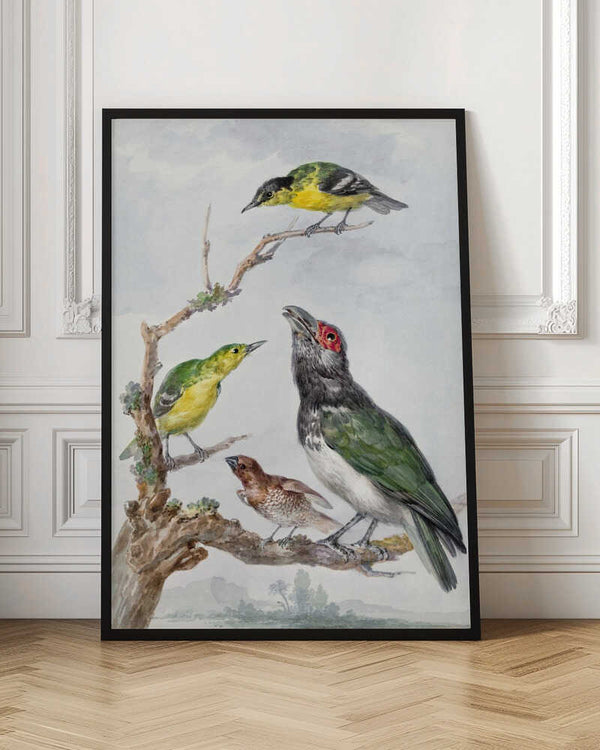 Tablou înramat „Four Different Birds On a Branch” de Aert Schouman