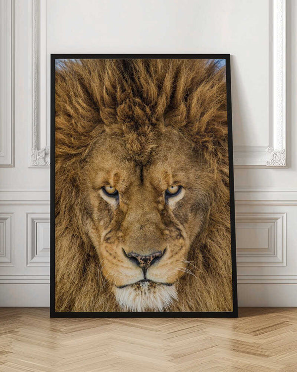 Tablou înramat „Serious Lion” de Mike Centioli