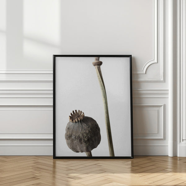 Tablou înramat „Dried_005” de Pictufy Studio III