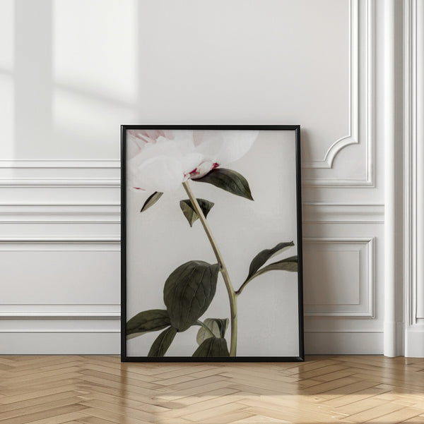 Tablou înramat „Peony 09” de Pictufy Studio III