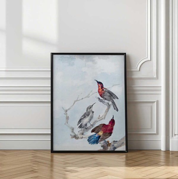 Tablou înramat „Three Crimson Sunbirds” de Aert Schouman