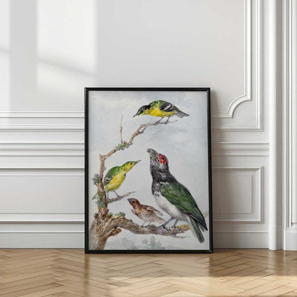 Tablou înramat „Four Different Birds On a Branch” de Aert Schouman