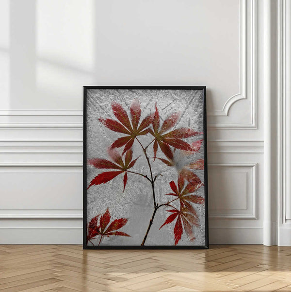 Tablou înramat „red maple” de Secundino Losada