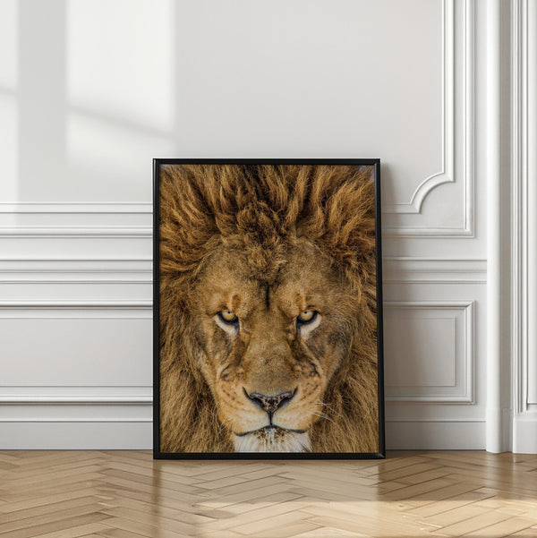 Tablou înramat „Serious Lion” de Mike Centioli