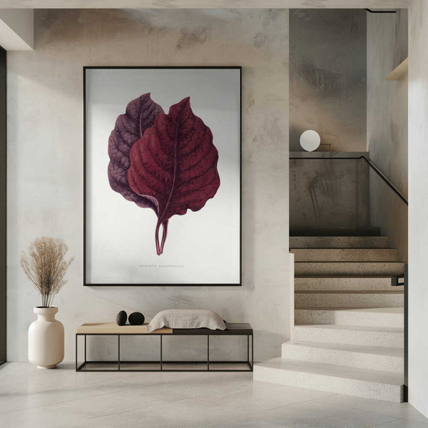 Tablou înramat „Pink Amarantus Leaf Illustration” de Les Plantes a Feuillage Colore