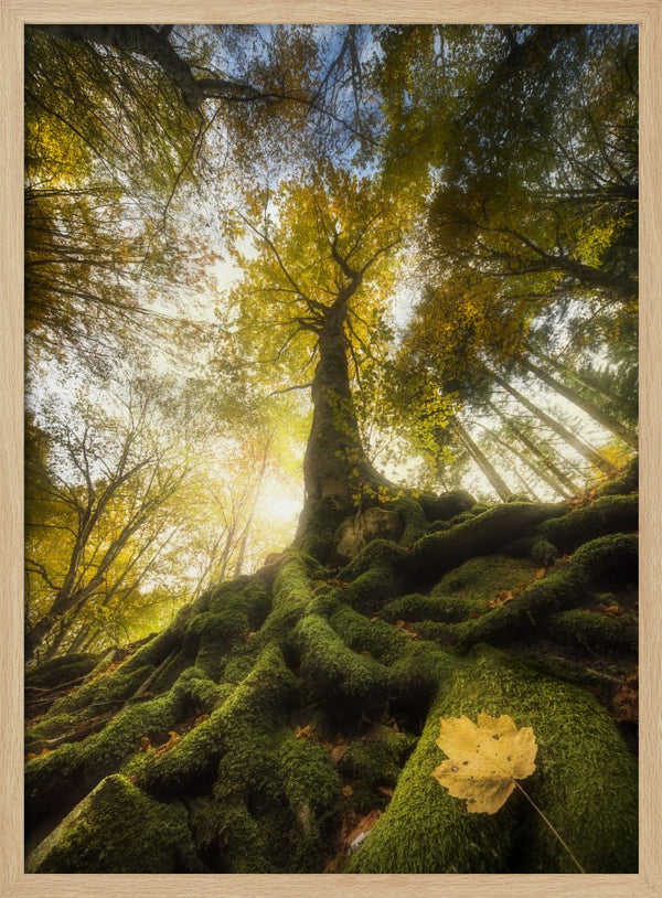 Tablou înramat „The goodbye of a leaf” de Alberto Ghizzi Panizza