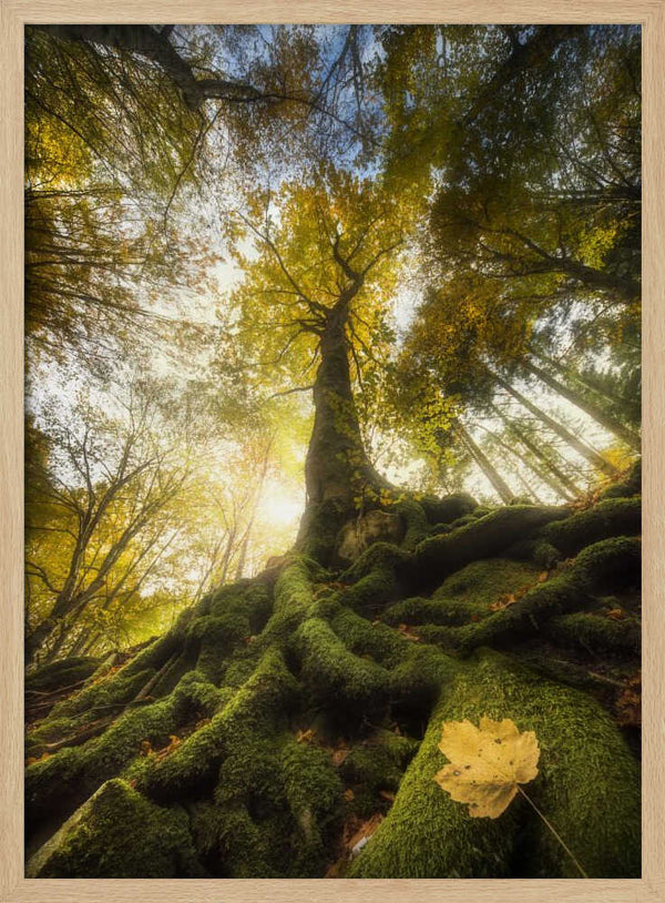 Tablou înramat „The goodbye of a leaf” de Alberto Ghizzi Panizza