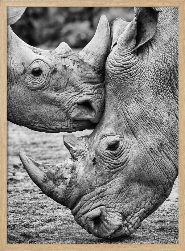 Tablou înramat „Face to face” de Jesus Concepcion Alvarado