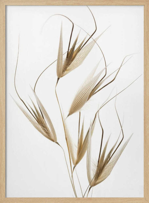 Tablou înramat „Delicacy of nature” de Thierry Lagandré (Transgressed Light)