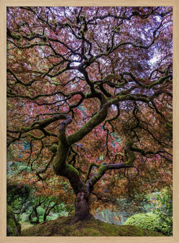 Tablou înramat „Japanese Maple Tree” de Mike Centioli