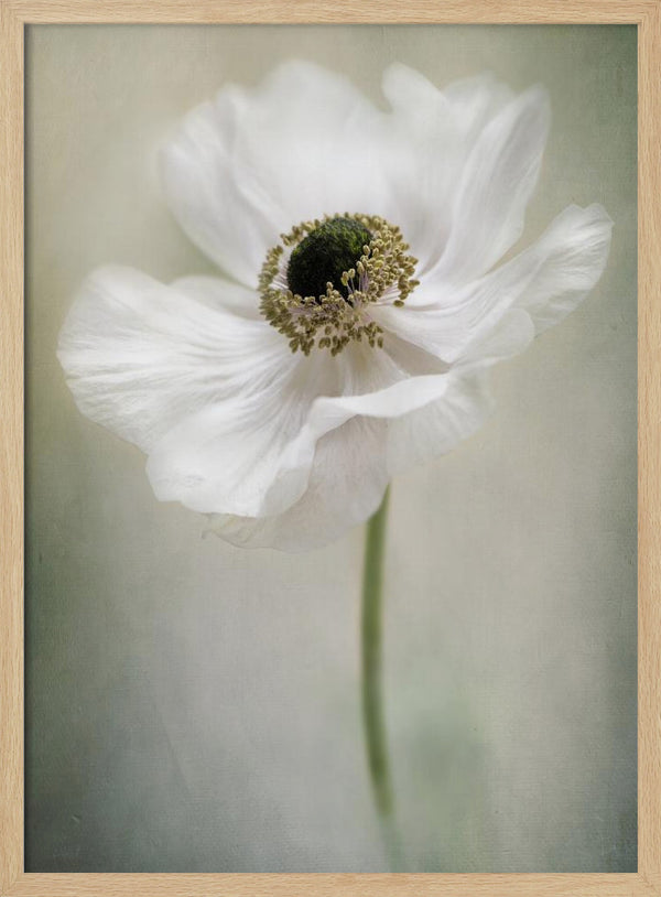 Tablou înramat „Single White” de Jacky Parker