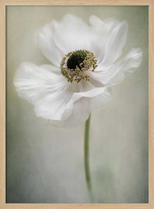 Tablou înramat „Single White” de Jacky Parker