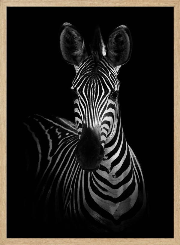 Tablou înramat „The Zebra” de WildPhotoArt