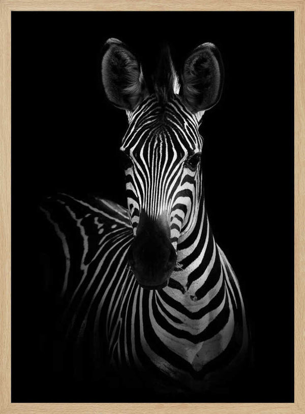 Tablou înramat „The Zebra” de WildPhotoArt