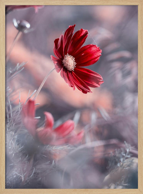 Tablou înramat „Carmen II” de Fabien BRAVIN