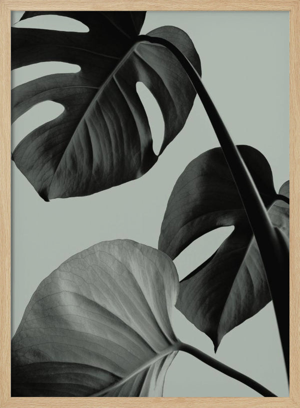 Tablou înramat „Monstera Teal 07” de Pictufy Studio III