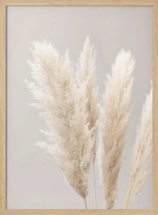Tablou înramat „Pampas Grass Grey 02” de Pictufy Studio III