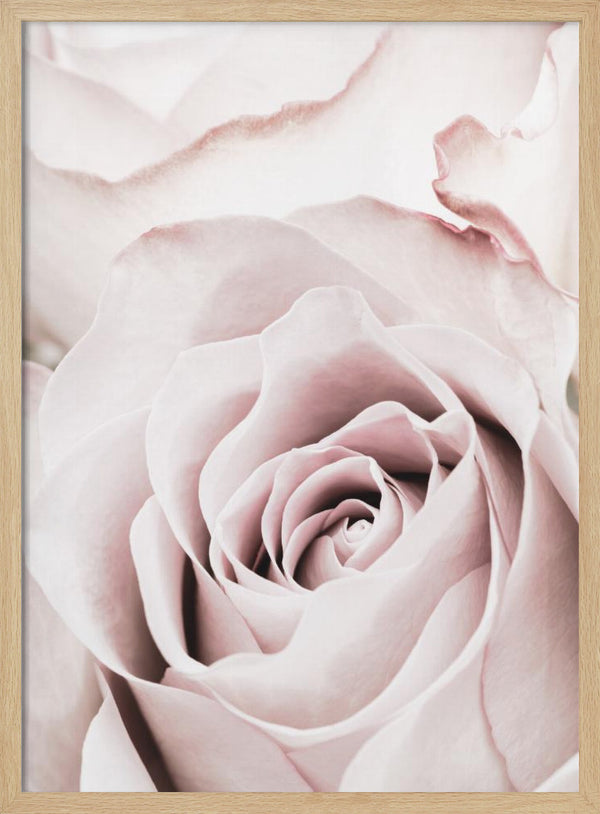Tablou înramat „Pink Rose No 05” de Pictufy Studio III