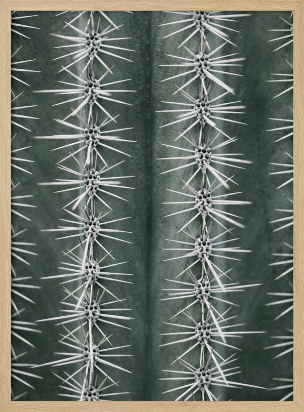 Tablou înramat „Cactus green” de Pictufy Studio III