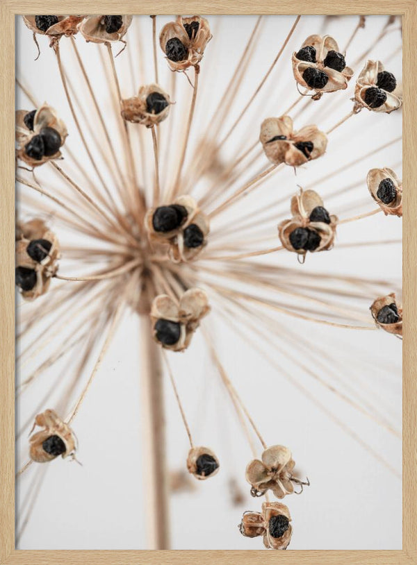 Tablou înramat „Dried_007” de Pictufy Studio III