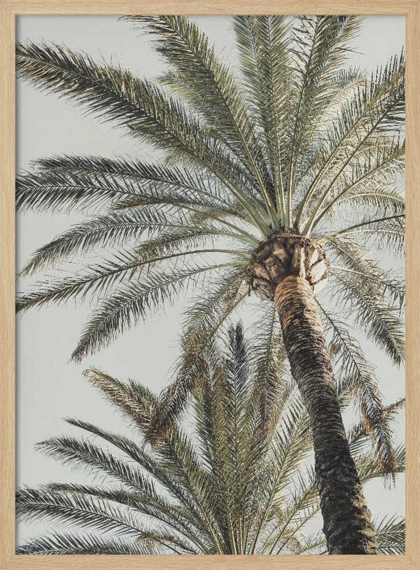 Tablou înramat „Palm_005” de Pictufy Studio III