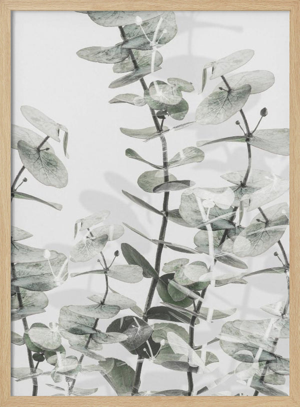Tablou înramat „Eucalyptus_001” de Pictufy Studio III
