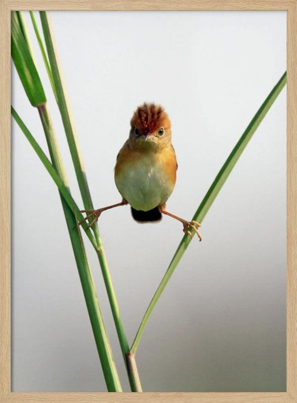 Tablou înramat „Kung Fu Master” de Lina Gunawan