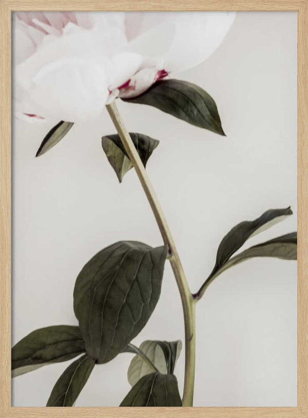 Tablou înramat „Peony 09” de Pictufy Studio III