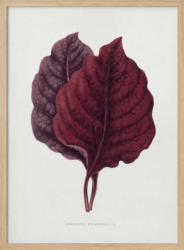 Tablou înramat „Pink Amarantus Leaf Illustration” de Les Plantes a Feuillage Colore