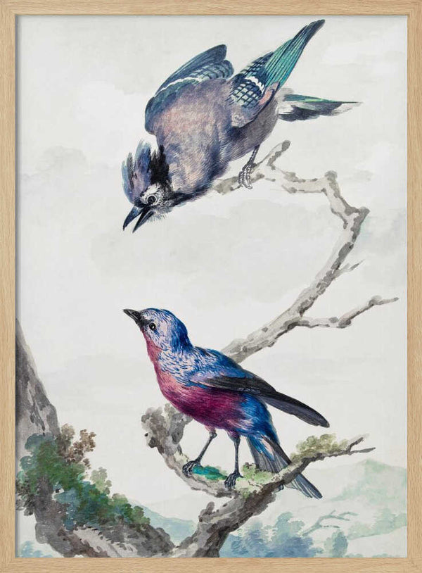 Tablou înramat „Two Birds a Blue Jay and a Purple Breasted Cotinga” de Aert Schouman