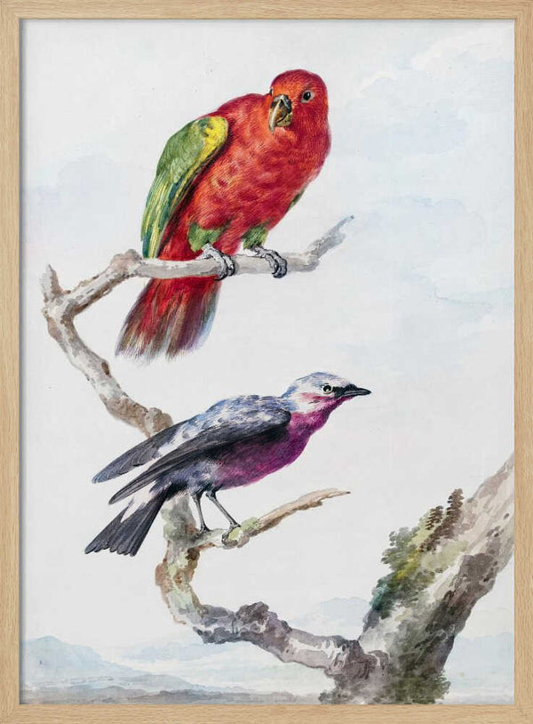 Tablou înramat „Two Birds, Including a Red Green Parrot” de Aert Schouman