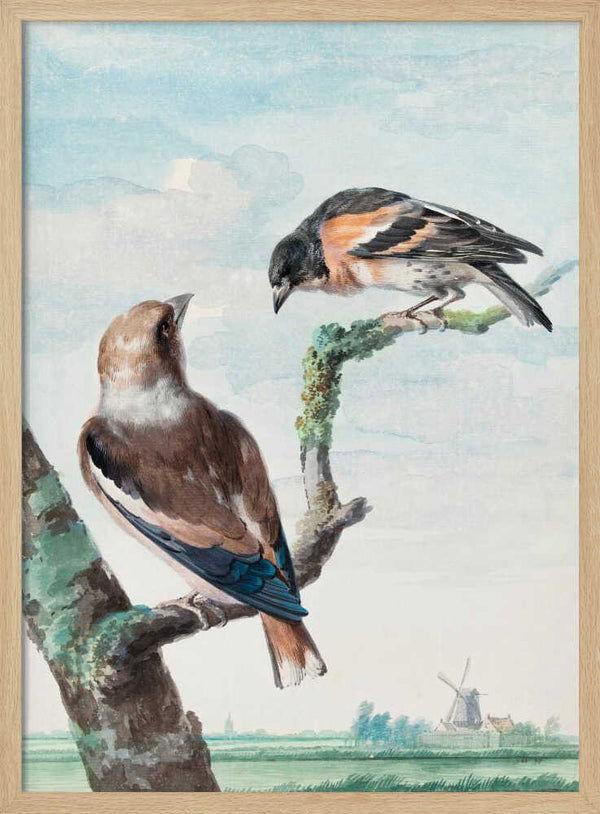 Tablou înramat „Two Birds Hawfinch” de Aert Schouman