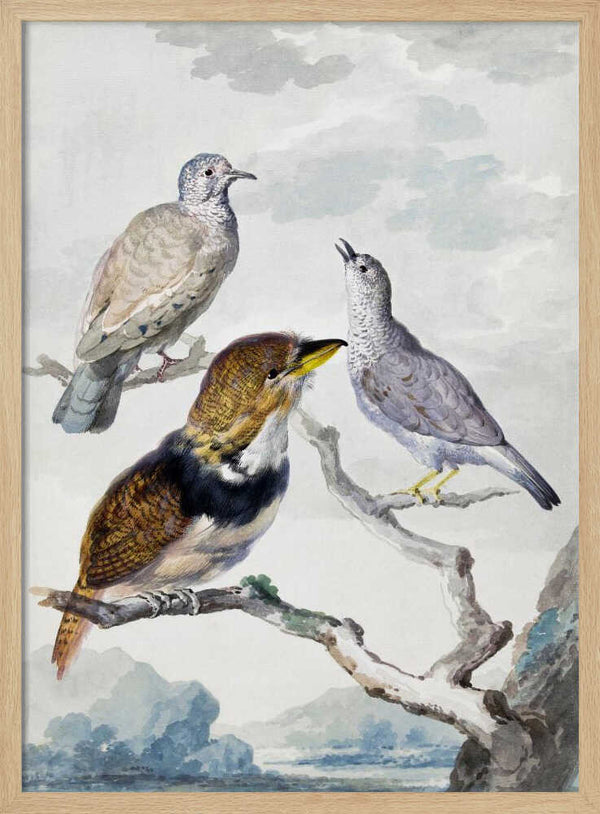 Tablou înramat „Three Birds, Two Inca Pigeons and a Collared Bearded Cuckoo” de Aert Schouman