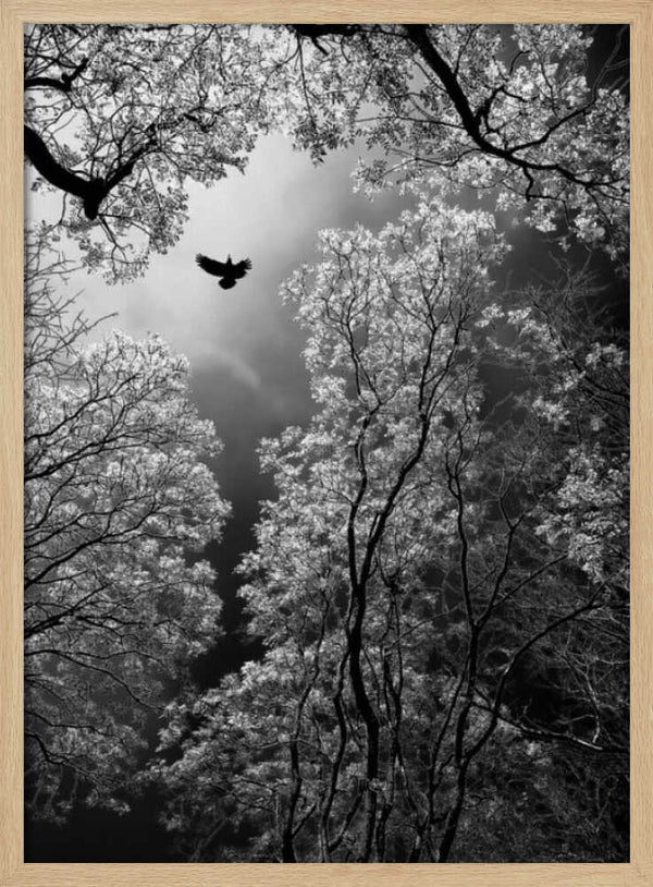 Tablou înramat „Flight” de Goran Stamenkovic