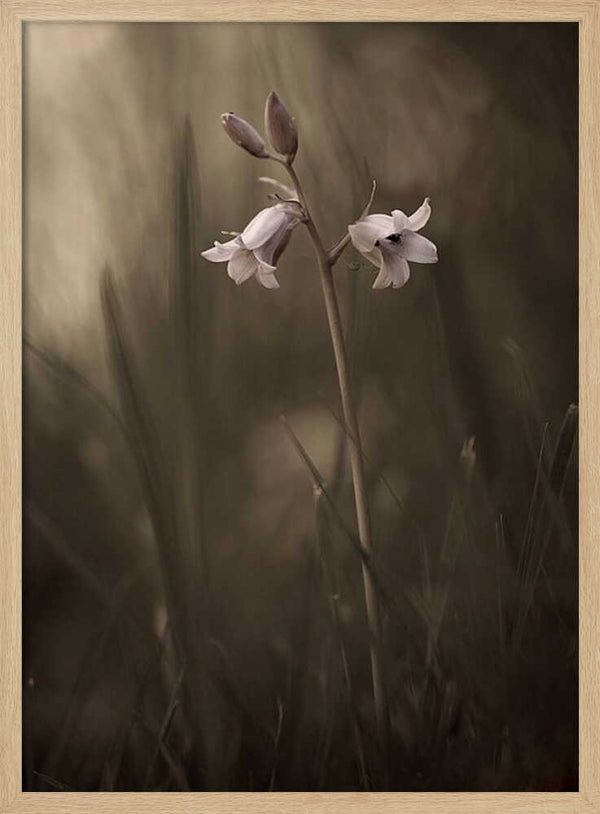 Tablou înramat „A small flower on the ground” de Allan Wallberg