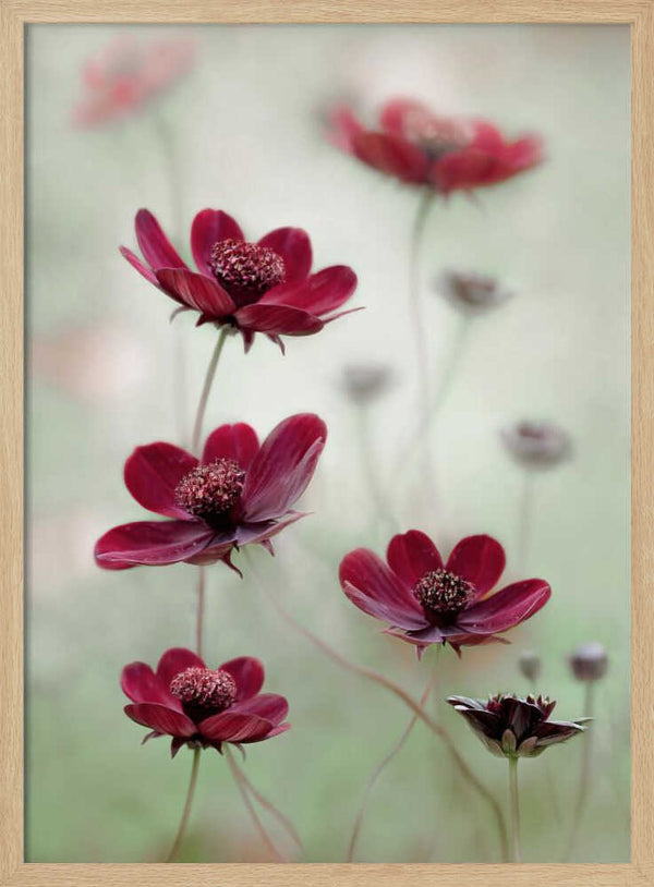 Tablou înramat „Cosmos sway” de Mandy Disher