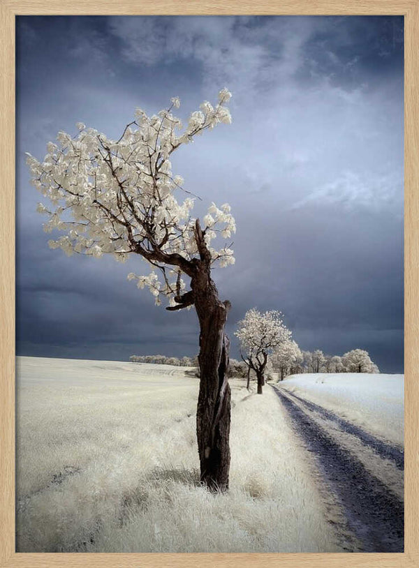 Tablou înramat „IRenka” de Piotr Krol (Bax)