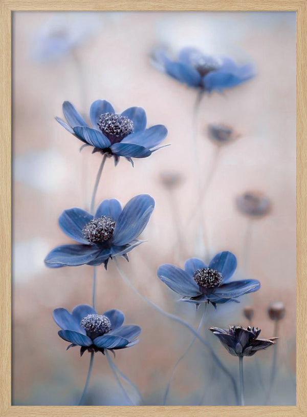 Tablou înramat „Cosmos blue” de Mandy Disher