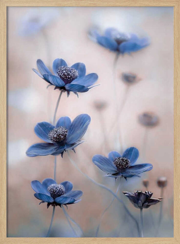 Tablou înramat „Cosmos blue” de Mandy Disher