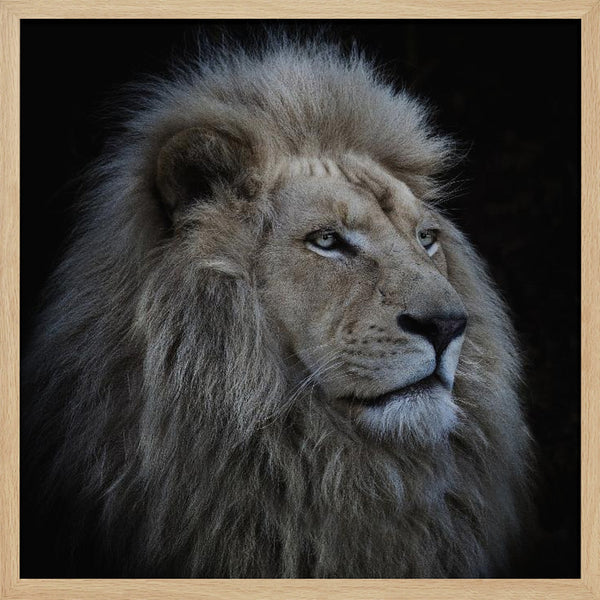 Tablou înramat „Proud Lion” de Louise Wolbers