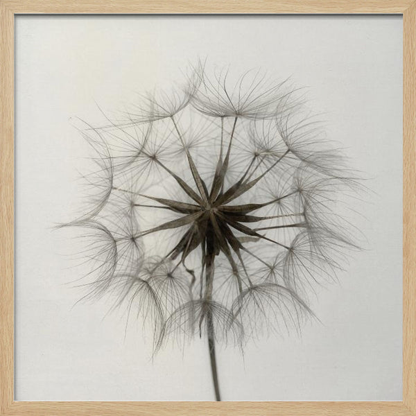 Tablou înramat „Tragopogon” de Lotte Grønkjær