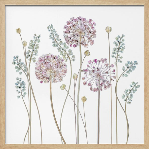 Tablou înramat „Allium” de Mandy Disher