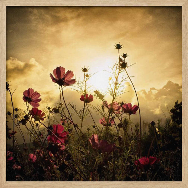 Tablou înramat „Watching the Sun” de Christian MARCEL