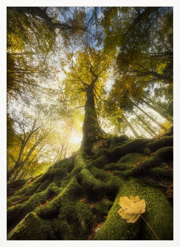 Tablou înramat „The goodbye of a leaf” de Alberto Ghizzi Panizza