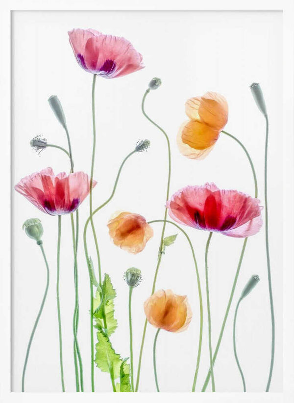 Tablou înramat „Poppies” de Mandy Disher