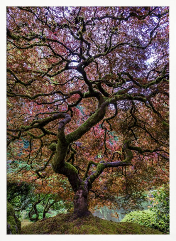 Tablou înramat „Japanese Maple Tree” de Mike Centioli