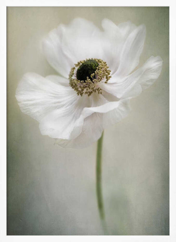 Tablou înramat „Single White” de Jacky Parker