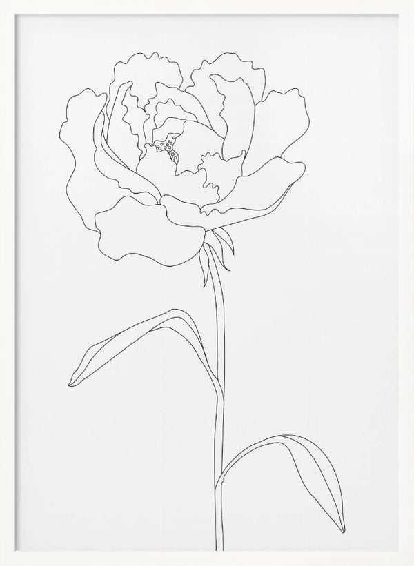 Tablou înramat „Peony Lines” de Pictufy Studio II